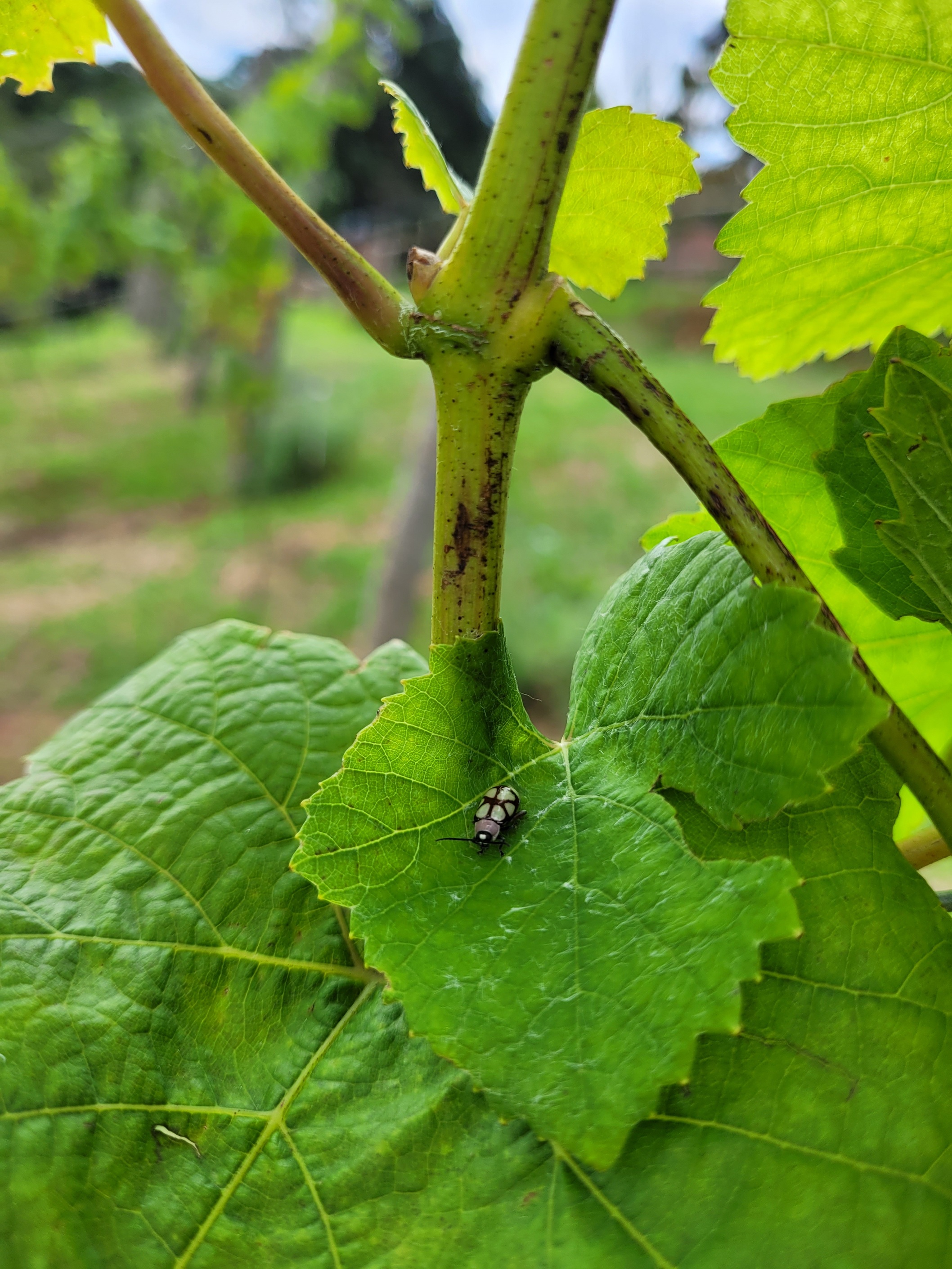 Videira Artesã joaninha.jpg