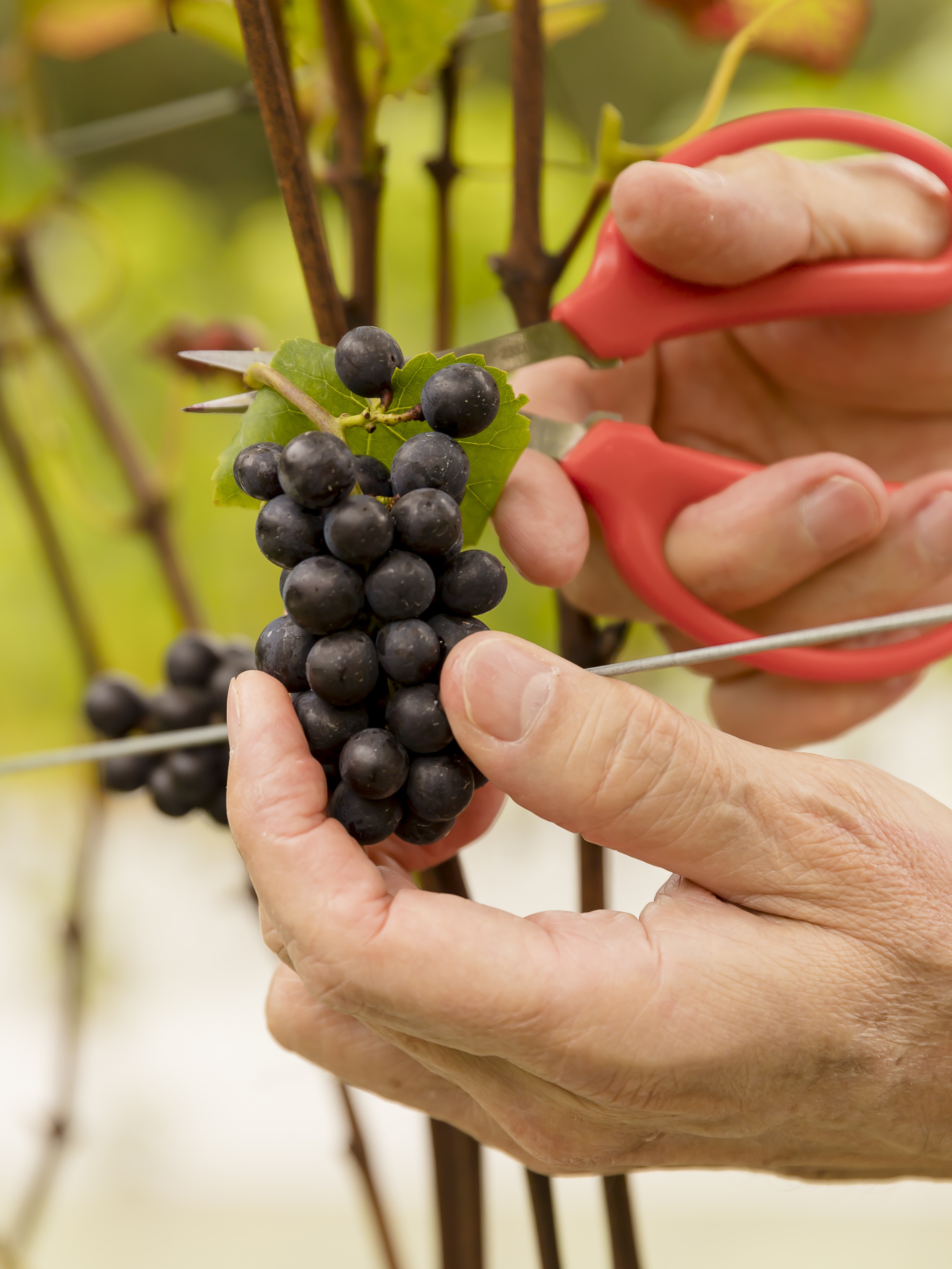 colheita manual 1.jpg