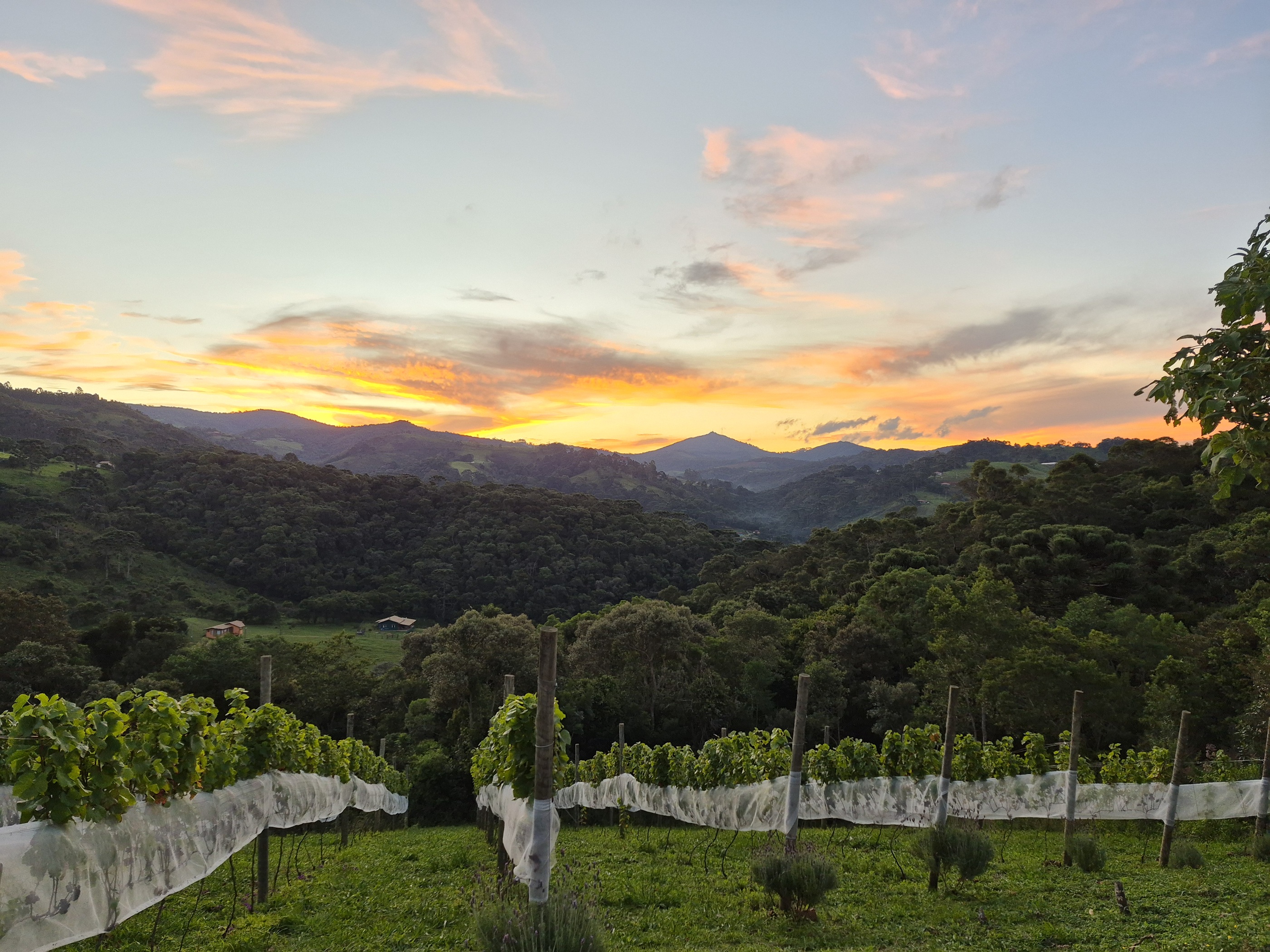 Pôr do sol no vinhedo Artesã - Pousada Bicho do Mato, Gonçalves MG
