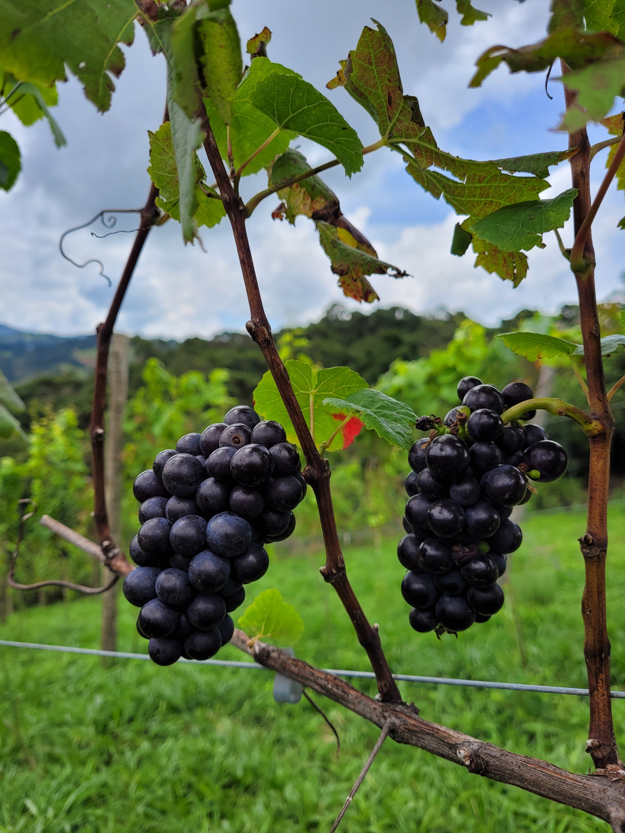 colheita 2026 uva pinot noir - Gonçalves MG.jpg