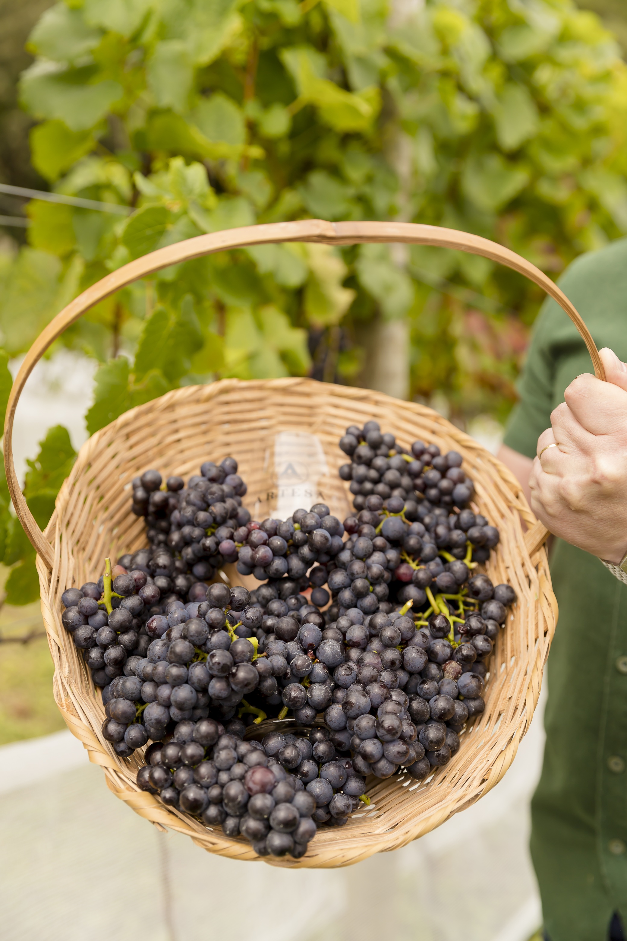 cesta de uvas - colheita Artesã.jpg